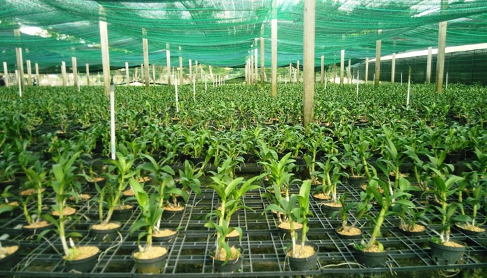 Hi-tech agricultural zone to take shape in Quang Ninh